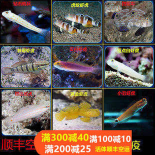 钻石哨兵黄金虾虎金头白虾虎四驱车贝拉金剪刀虾虎翻砂清理小丑鱼