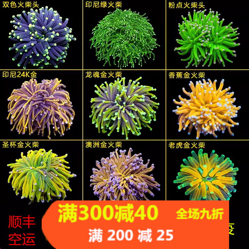 火柴头珊瑚沙巴澳洲印尼金火柴头大集合珊瑚活体火炬圣杯珊瑚活物