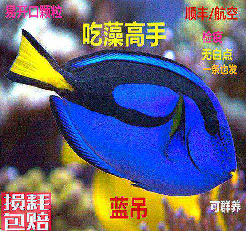 蓝吊粉蓝吊海水鱼吃藻海水缸七彩吊小丑鱼珊瑚活体鱼已检疫秒颗粒