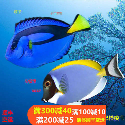 颜色漂亮吃藻群游容易开口长的快