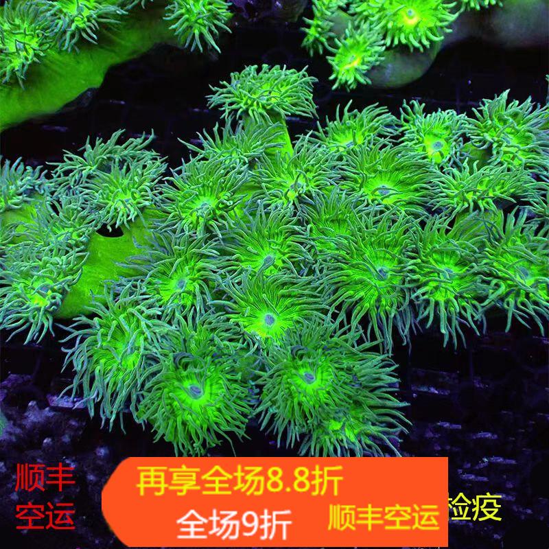 金麦穗圣诞树珊瑚软体