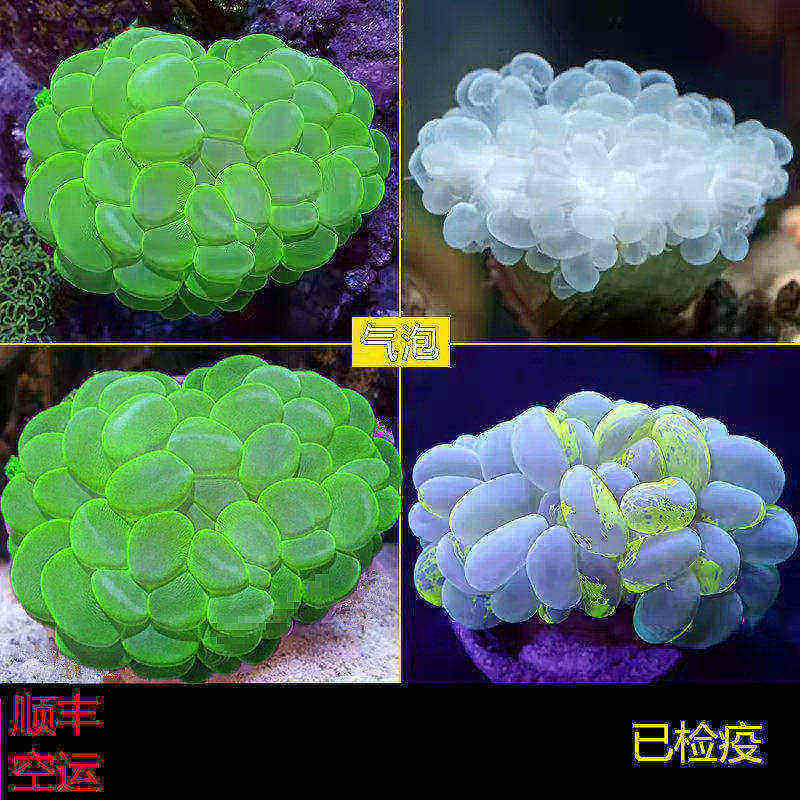 大气泡珊瑚LPS海水鱼缸生物