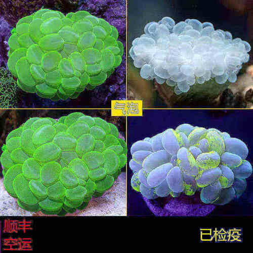 大气泡珊瑚LPS海水鱼缸生物