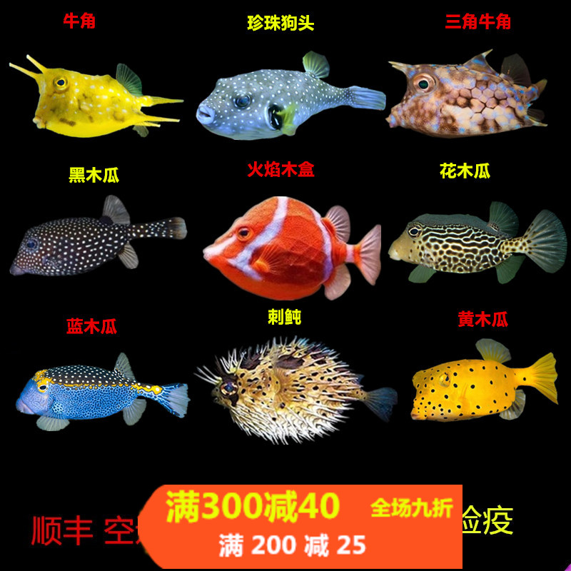 牛角六角金木瓜鱼狗头箱鲀海水鱼活体珊瑚活体海水缸已检疫吃管虫
