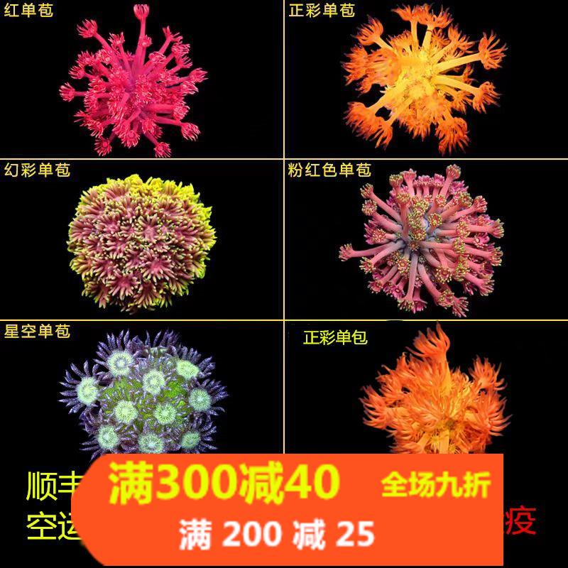 红正彩珊瑚活体水族珊瑚