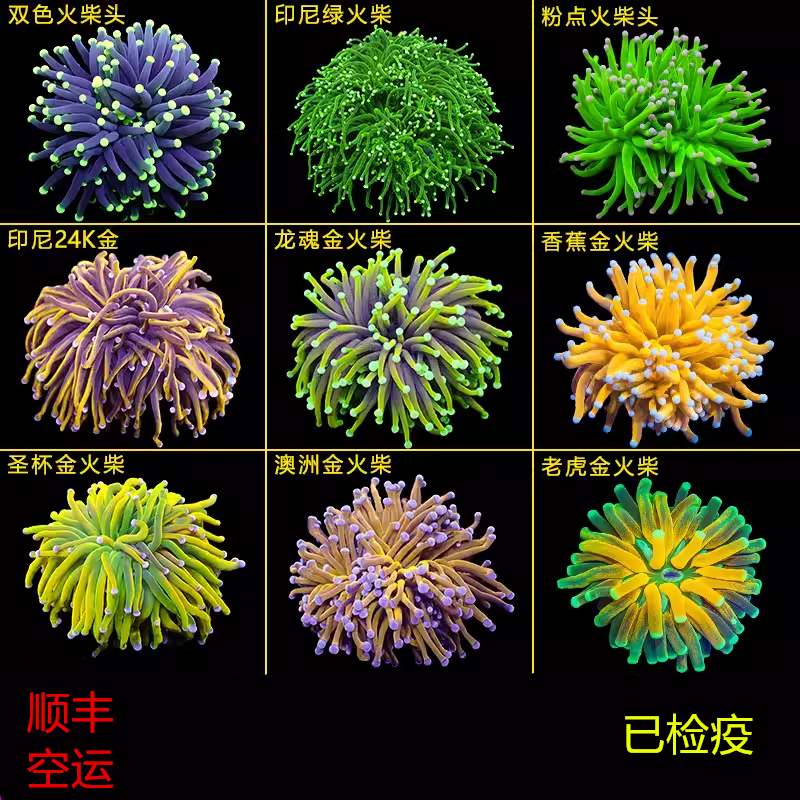 活体珊瑚火柴头颜色漂亮飘逸