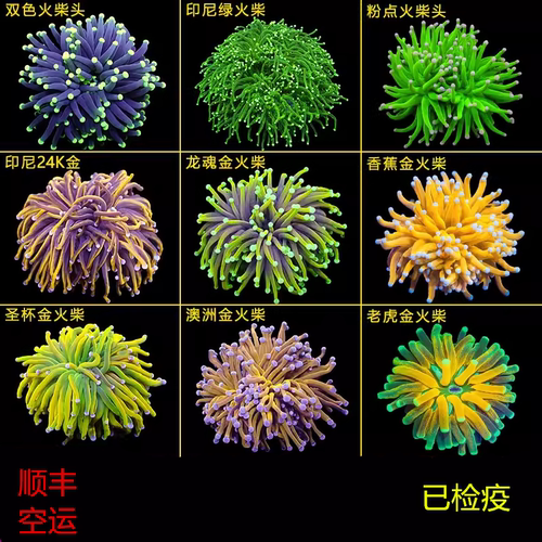 活体珊瑚火柴头颜色漂亮飘逸