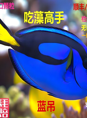 天狗吊活体七彩海水鱼