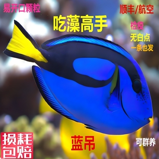 蓝吊粉蓝七彩吊蓝海水鱼天狗吊海水观赏鱼金毛观赏鱼活体鱼秒颗粒
