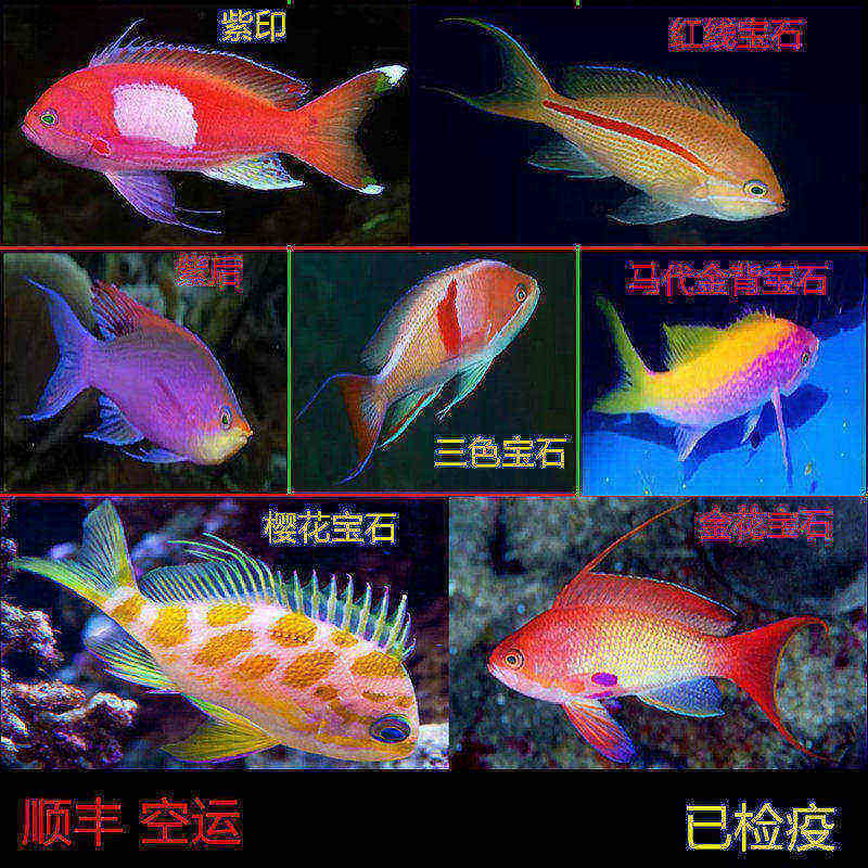 海水鱼小丑鱼颜色漂亮海金鱼