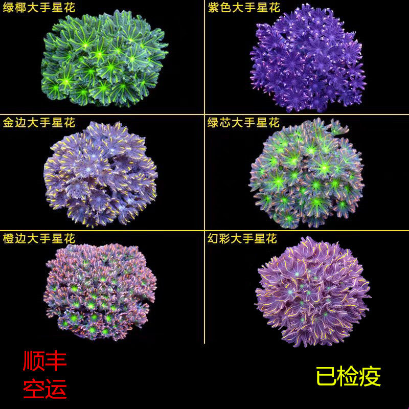 绿海缸易养软体活物手星花珊瑚