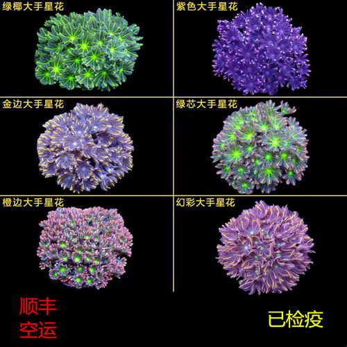 绿海缸易养软体活物手星花珊瑚