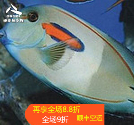 海水鱼热带水族宠物 红线一字吊 海水鱼缸热带鱼宠物活体观赏鱼