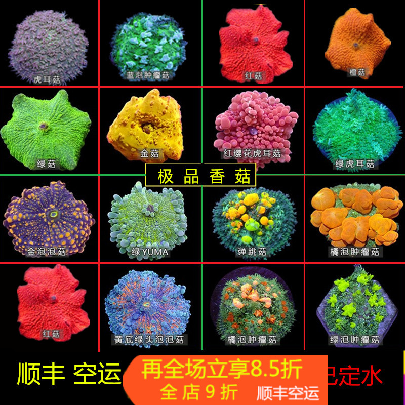 珊瑚水族红香菇软体珊瑚颜色漂亮