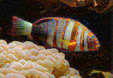 印尼花边鱼缸活体水族宠物