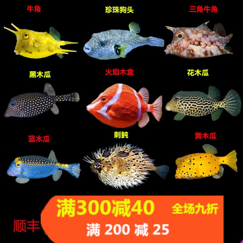 牛角六角金木瓜鱼狗头箱鲀海水鱼活体珊瑚活体海水缸已检疫吃管虫