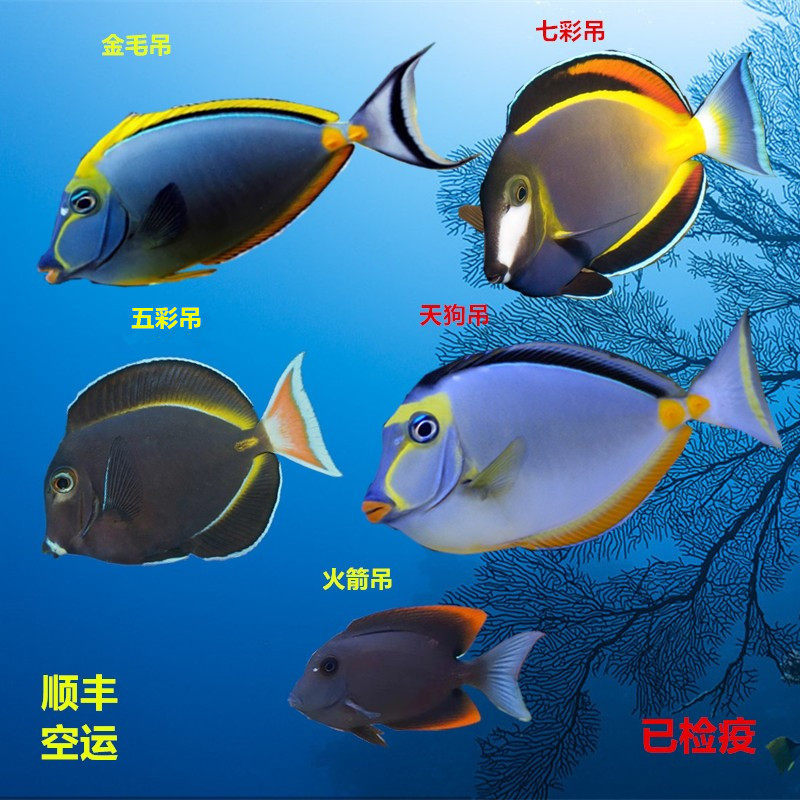 海水鱼蓝吊七彩吊倒吊鱼吃藻