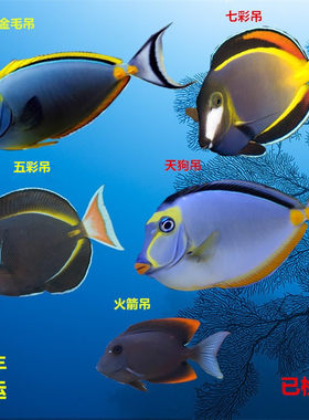 海水鱼蓝吊七彩吊倒吊鱼吃藻