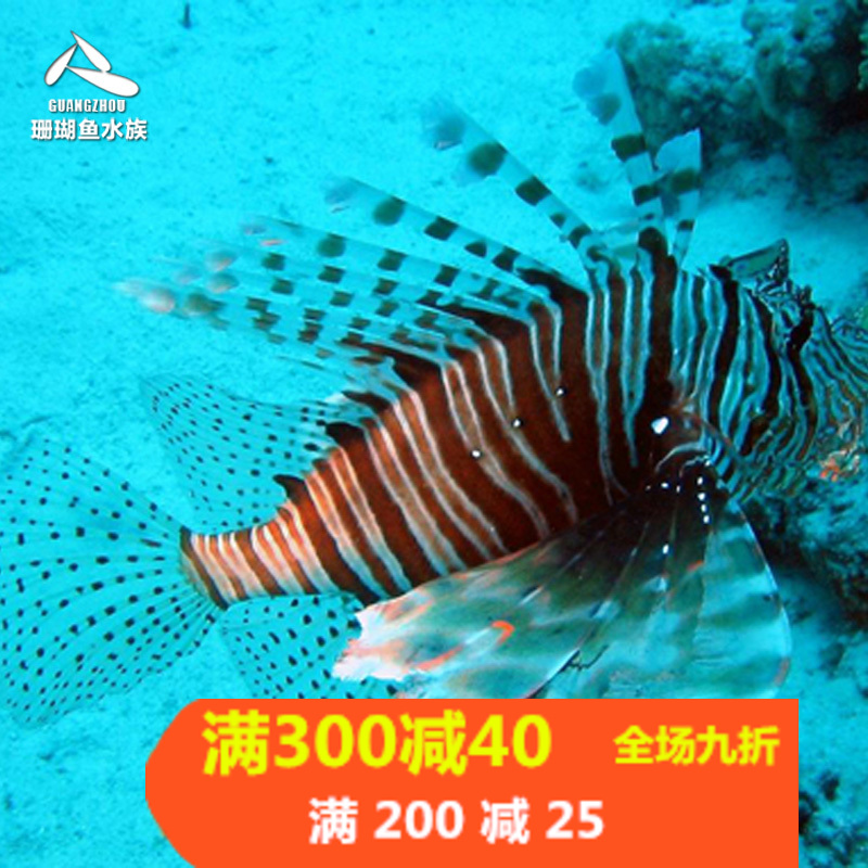 热带印尼狮子活体水族宠物