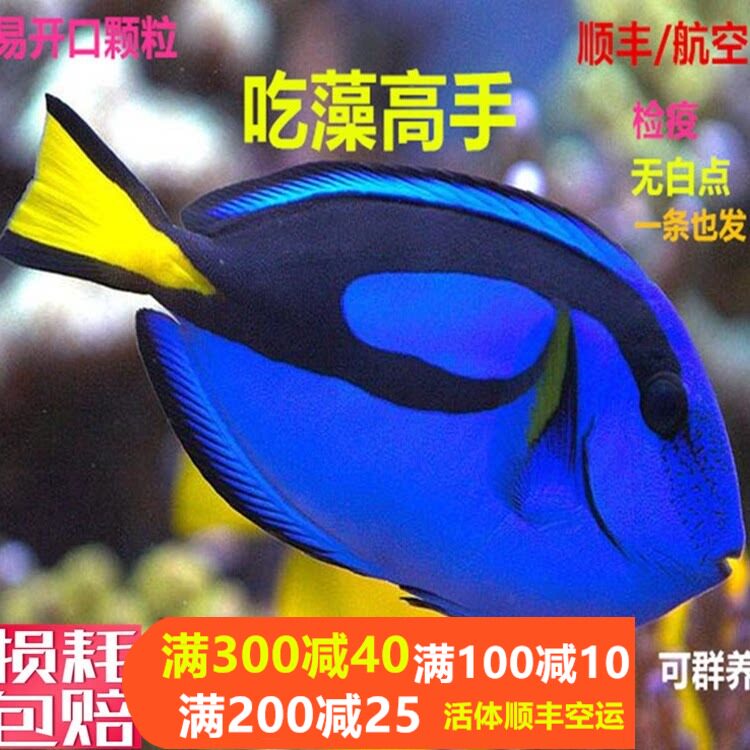 蓝吊粉蓝七彩吊蓝海水鱼天狗吊海水观赏鱼金毛观赏鱼活体小丑鱼活