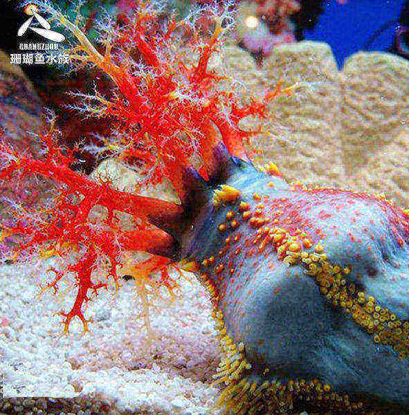 活体水族宠物鱼缸观赏鱼