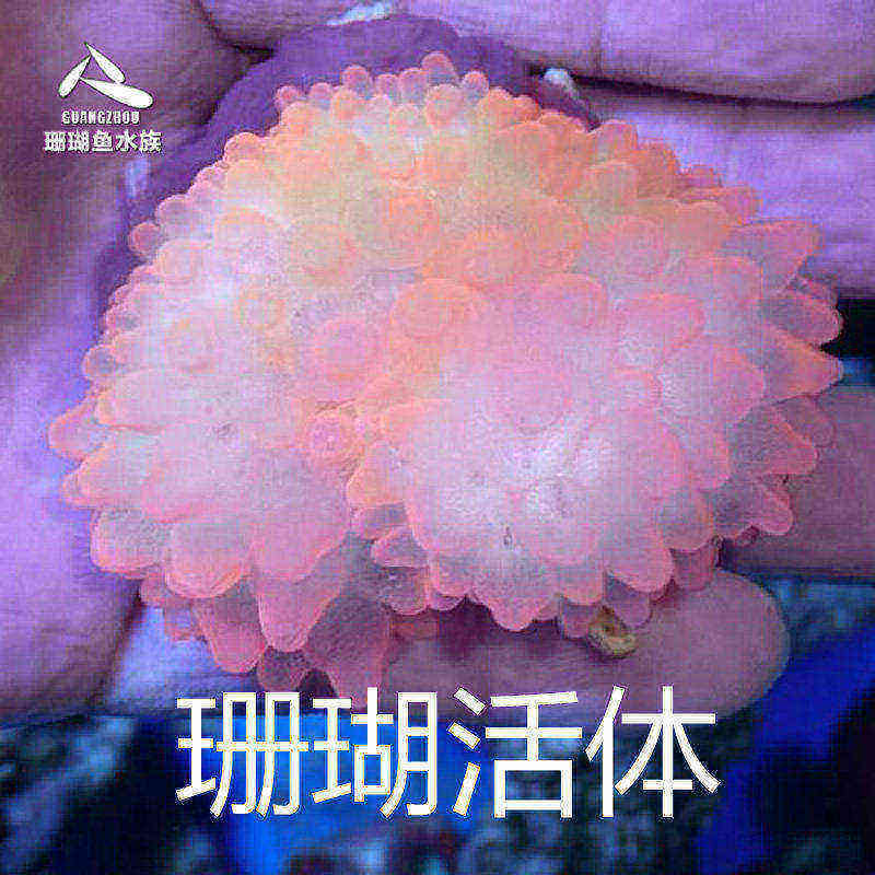 颜色漂亮鲜艳形态好看