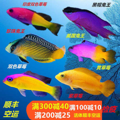 紫草莓鱼海水鱼小丑鱼