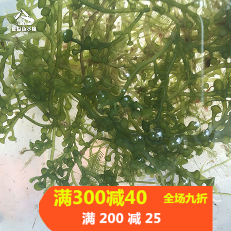 海草红绿葡萄羽毛千层火焰活体