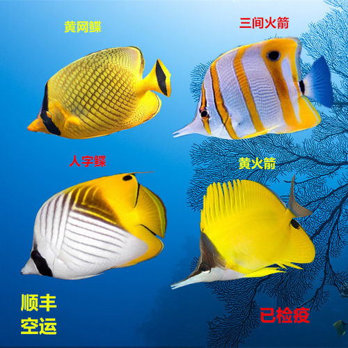 海水鱼鲽鱼小丑鱼活体