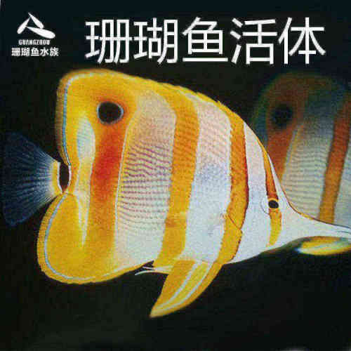 三间火箭海水鱼活体珊瑚海水缸
