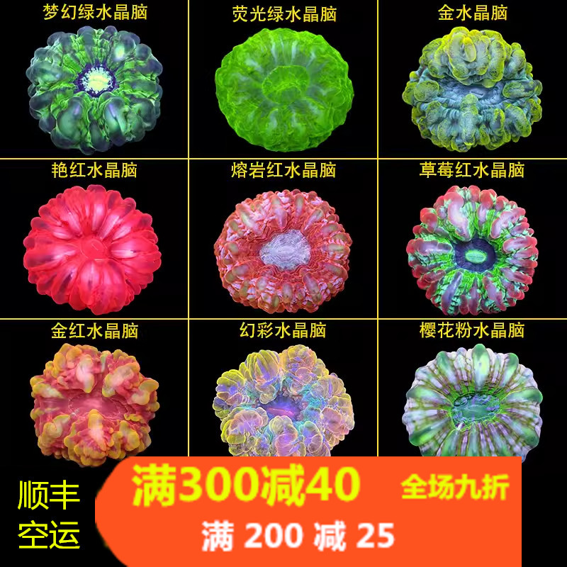 红水晶脑珊瑚活物印尼绿水晶