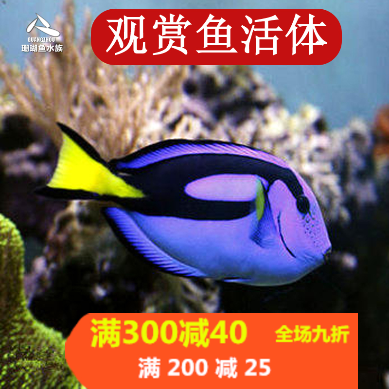 颜色漂亮，形态好，状态不错