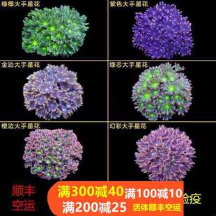大手星花绿芯金边大手心花珊瑚手星花珊瑚海水宠物活体生物手星花