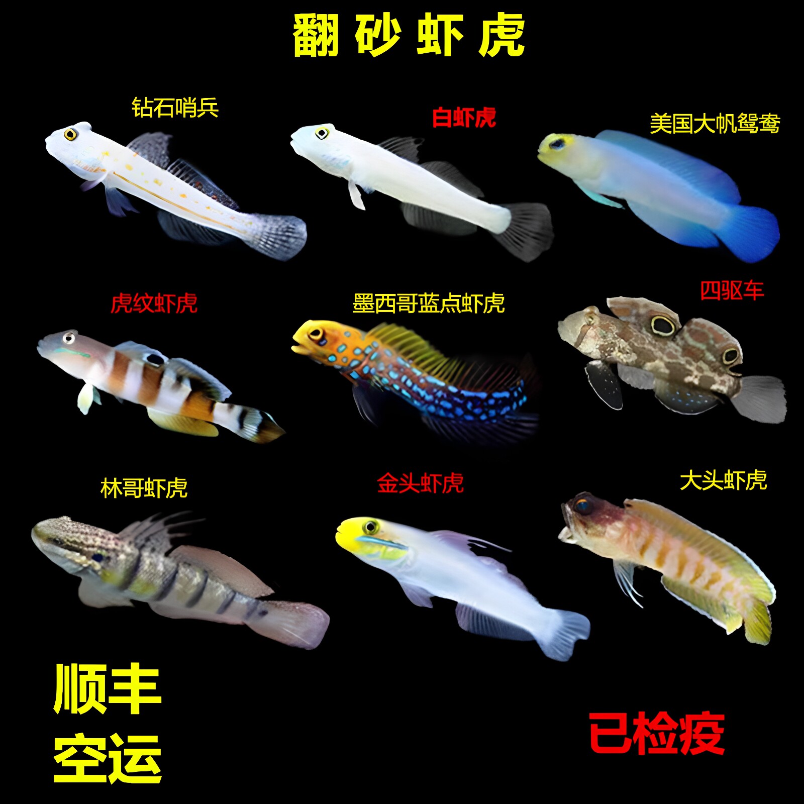 钻石哨兵白虾虎金头虾虎翻砂四驱车林哥虎纹双带大头清理海水鱼缸