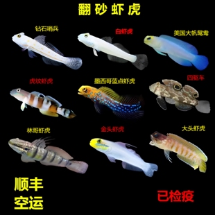 钻石哨兵白虾虎金头虾虎翻砂四驱车林哥虎纹双带大头清理海水鱼缸