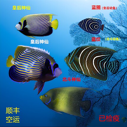 蓝圈蓝纹北斗直纹橙尾皇后神仙海水鱼活体小丑鱼