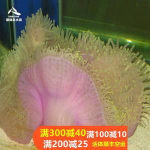 海水观赏鱼活体珊瑚宠物神仙