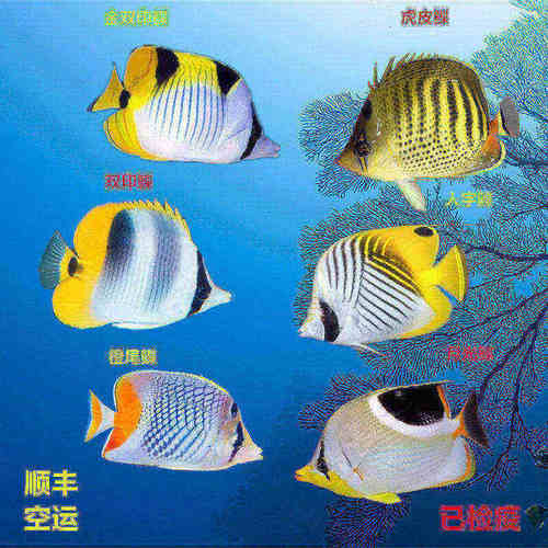 人字蝶月光金双印红尾虎皮鲽鱼海水鱼活体海水缸检疫秒颗粒