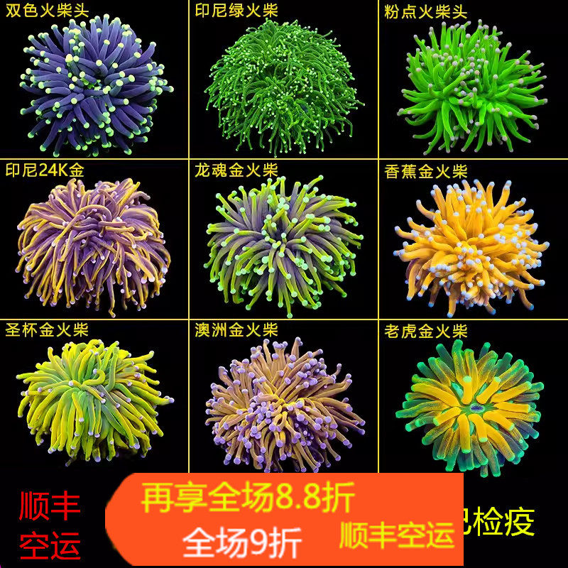 活体珊瑚火柴头颜色漂亮飘逸