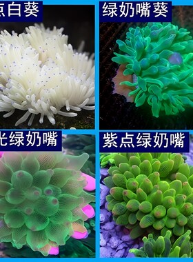 珊瑚红奶嘴杯紫点公主地毯海葵