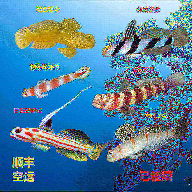 虾虎鱼颜色漂亮吃藻小丑鱼