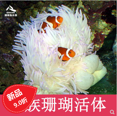 紫点白黄奶嘴海葵珊瑚小丑鱼共生葵它水族宠物水母宠物水生小 宠物/宠物食品及用品 其它水族宠物 原图主图