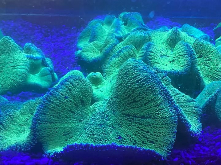 海水鱼海葵地毯 公子主小丑钻地毯葵灰浅黄地毯耐养顺丰包活