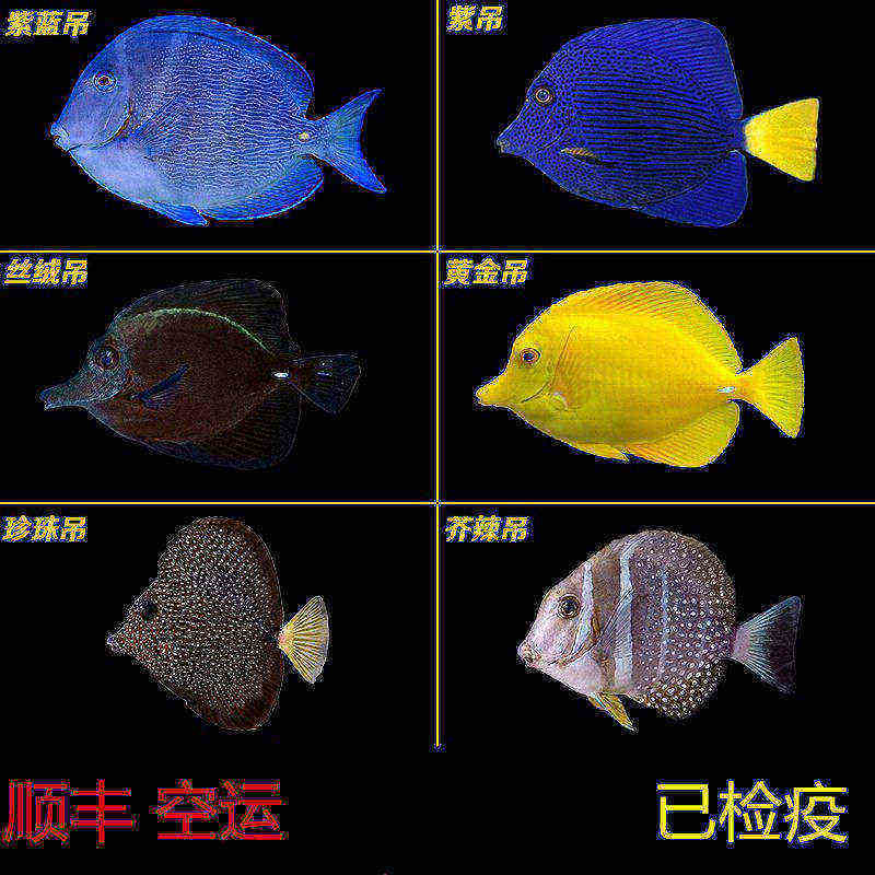 海水鱼黄金吊蓝吊小丑鱼