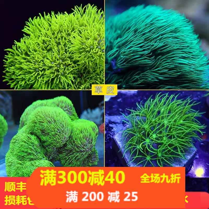 颜色漂亮容易养会繁殖荧光绿草皮