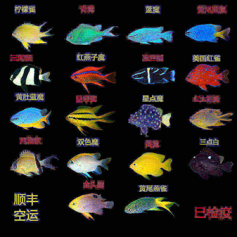 青魔黄肚蓝黄金丝红三点白丝绒燕子魔仔雀鲷闯缸鱼海水鱼活体观