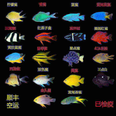 海水鱼青魔蓝魔黄魔黄肚魔金燕子