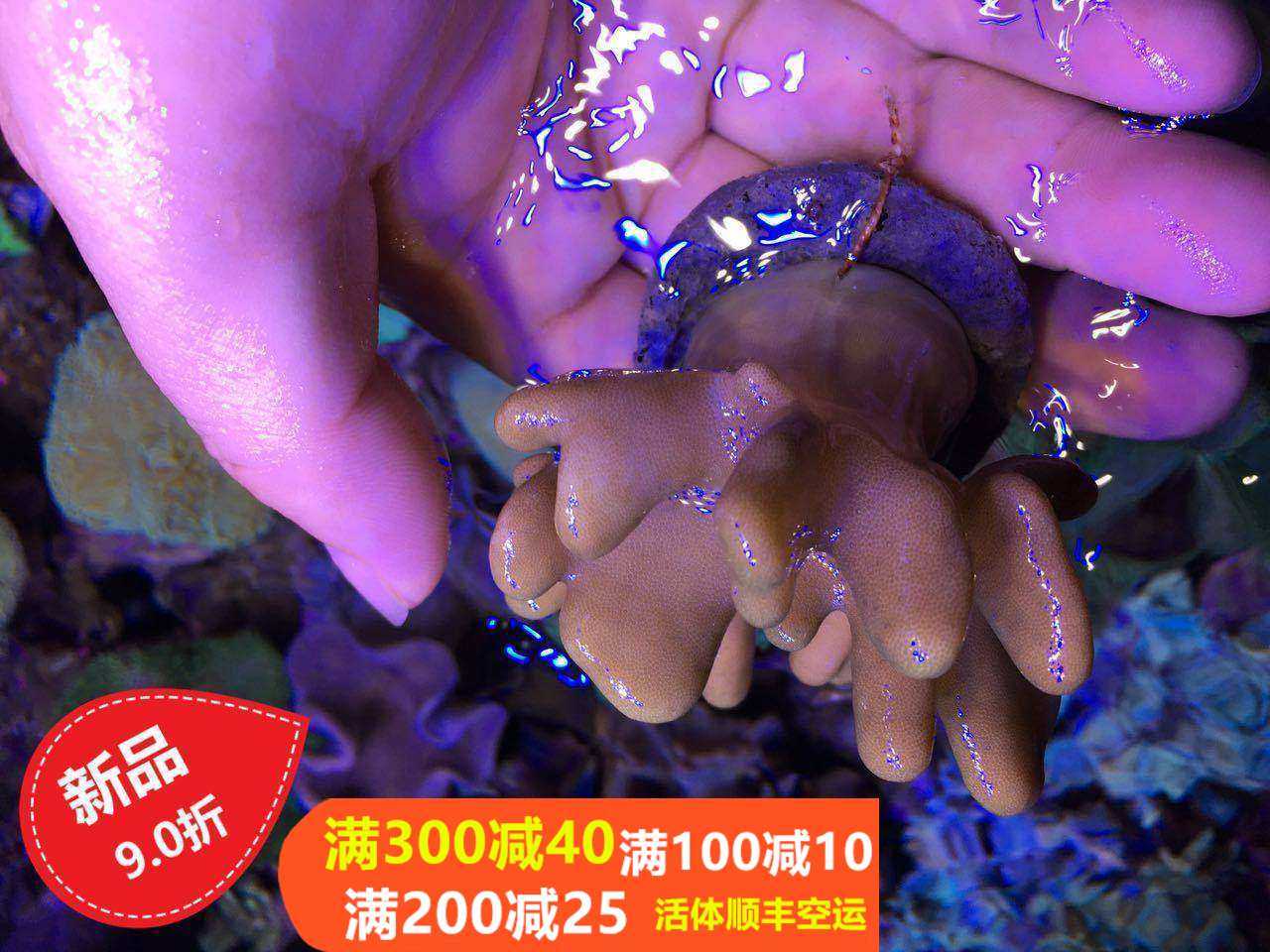 海水活体珊瑚鱼红手指皮革红水桃花珊瑚九尾狐绿皮革活体软体珊瑚,宠物/宠物食品及用品,其它水族宠物,淘宝优惠券,粉丝福利购,淘宝优惠卷