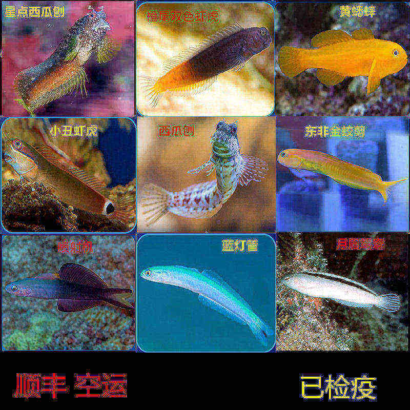 西瓜刨小丑双色虾虎海水鱼活体吃藻小能手开缸新鱼海水缸小丑鱼