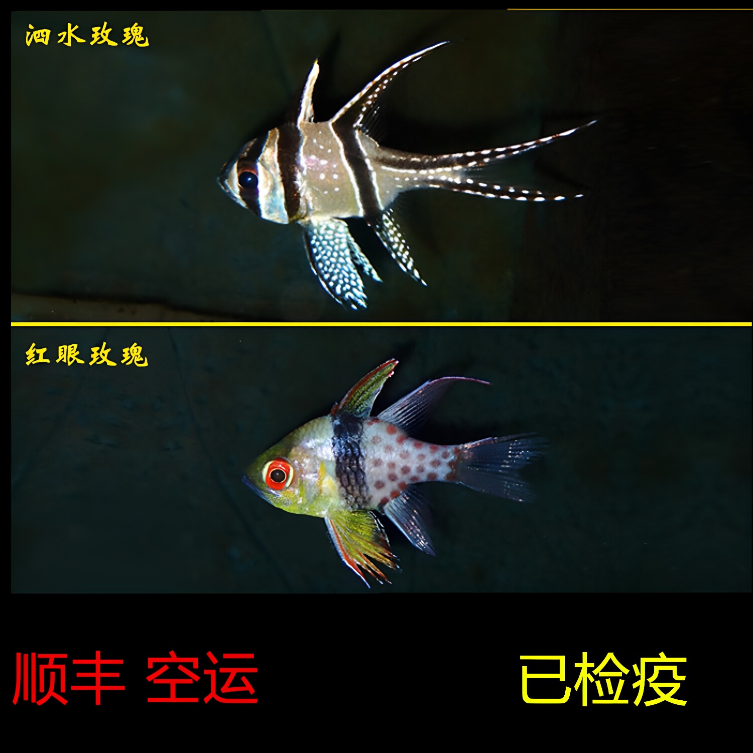 热带水族宠物海水鱼 梦幻玫瑰 热带鱼宠物活体观赏鱼巴黎天使